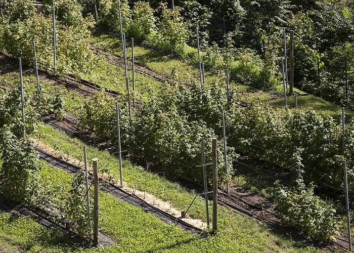 Rossolampone 팜스테이 *